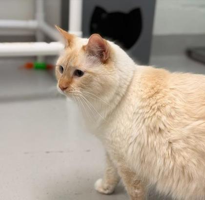 Enlarge Levi, a Adoptable mixed breed in Saint Petersburg, FL image 2/3