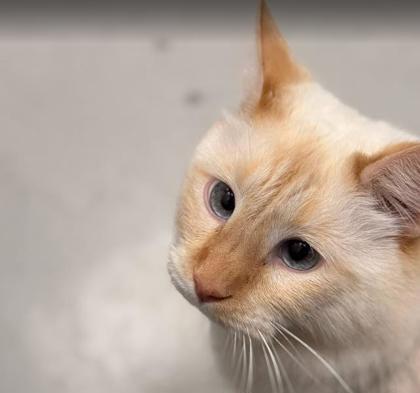 Enlarge Levi, a Adoptable mixed breed in Saint Petersburg, FL image 3/3