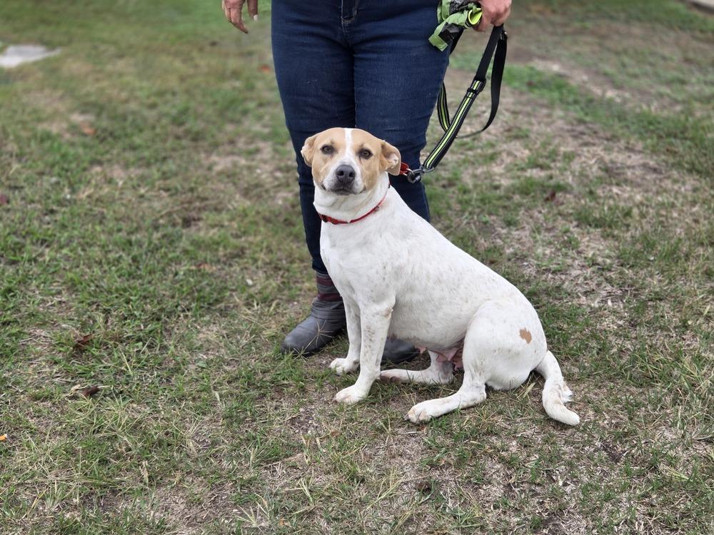 Hippie, Adoptable, Young Female Australian Kelpie & Beagle.