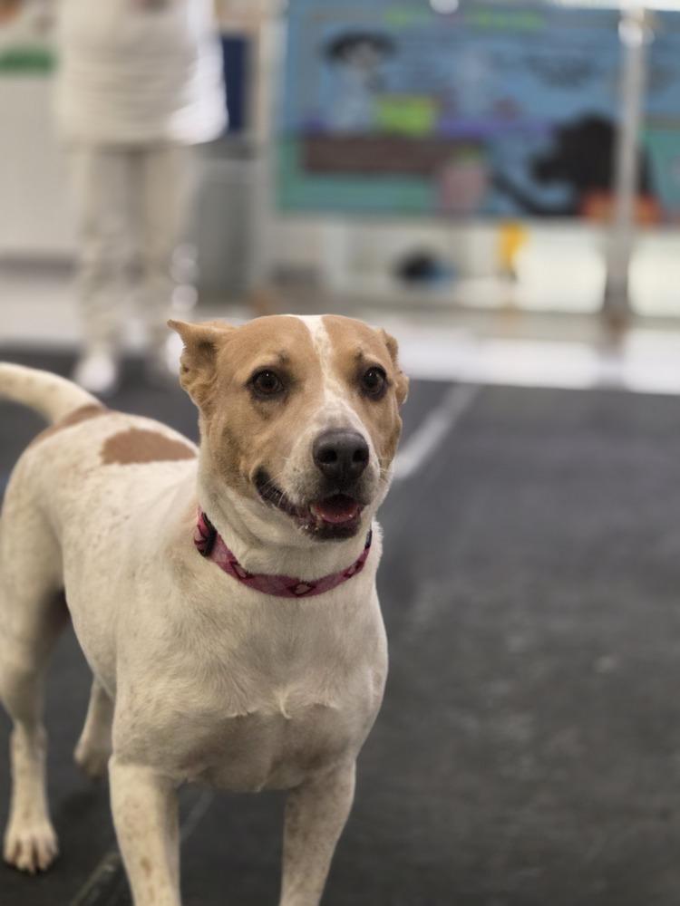 Enlarge Hippie, a Adoptable mixed breed in Lockhart, TX image 2/6