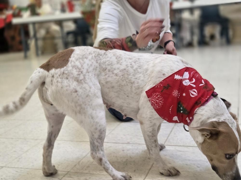 Enlarge Hippie, a Adoptable mixed breed in Lockhart, TX image 3/6