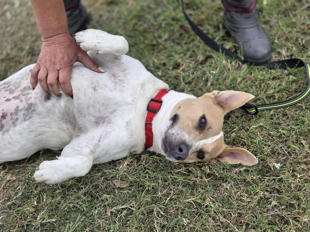 Enlarge Hippie, a Adoptable mixed breed in Lockhart, TX image 4/6