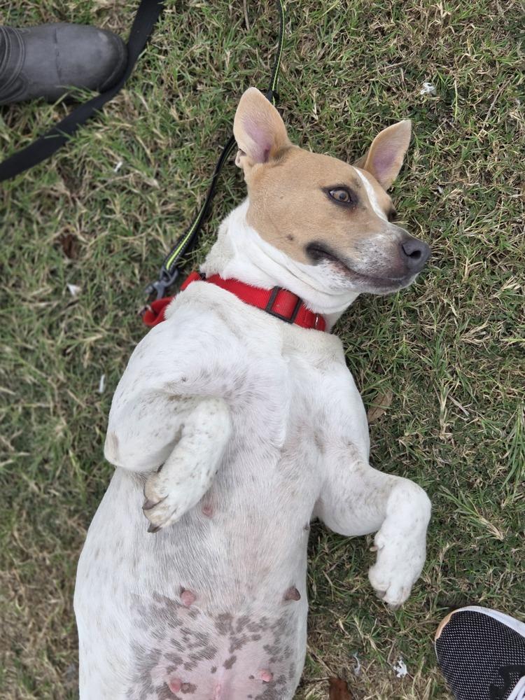 Enlarge Hippie, a Adoptable mixed breed in Lockhart, TX image 5/6