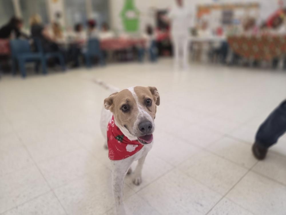 Enlarge Hippie, a Adoptable mixed breed in Lockhart, TX image 6/6