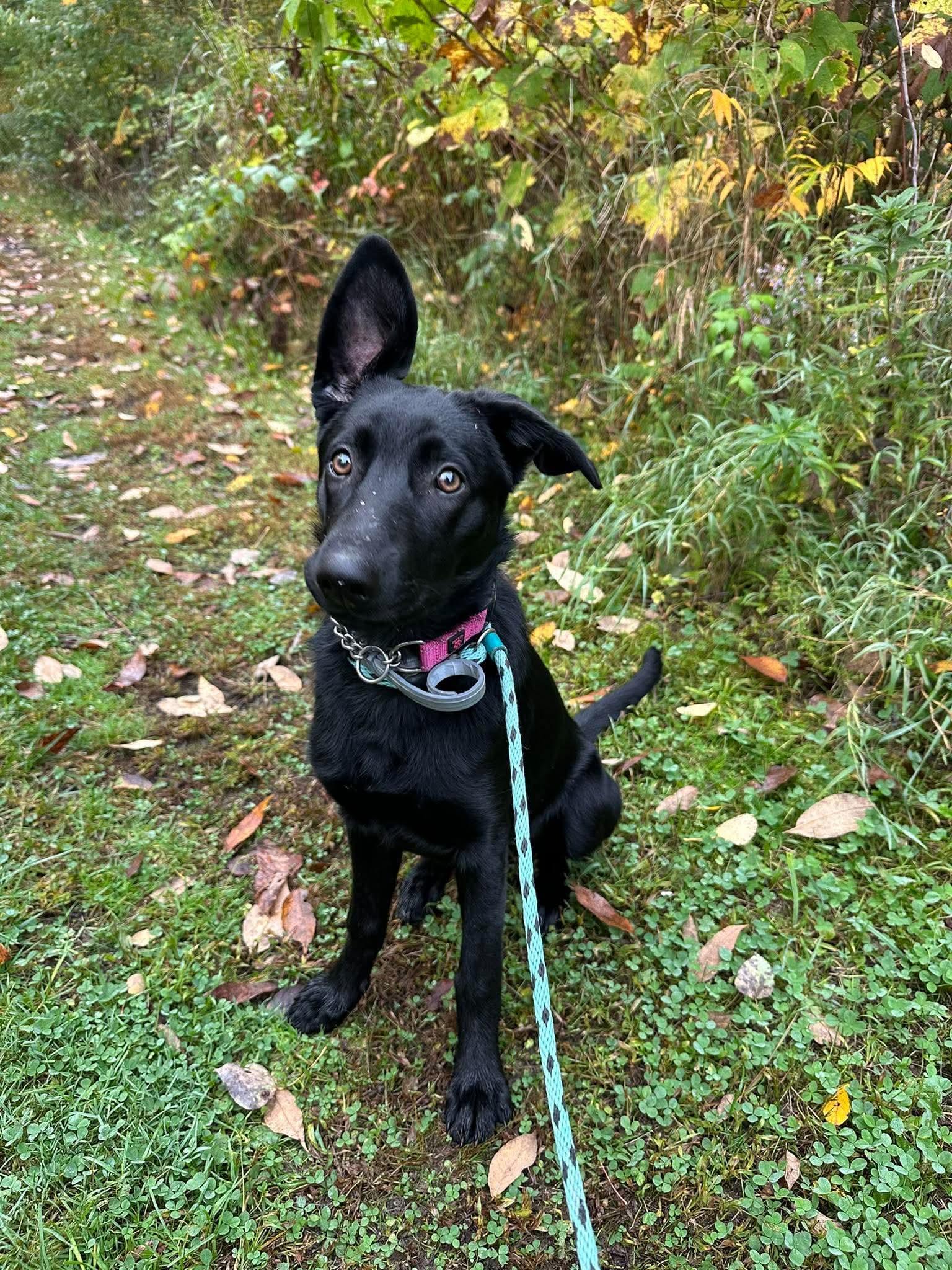 Enlarge Rosie, a Adoptable German Shepherd Dog in Randolph Center, VT image 1/6