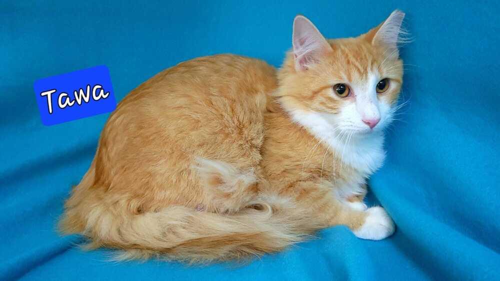 Tawa, Adoptable, Kitten Male Domestic Medium Hair.