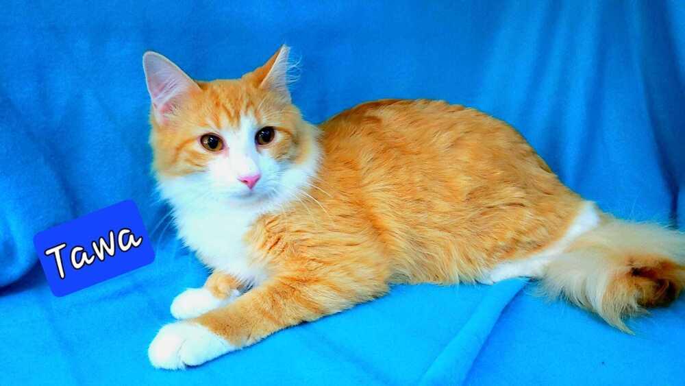 Enlarge Tawa, a Adoptable mixed breed in Jessup, MD image 2/2