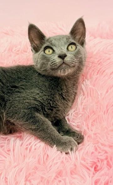 Enlarge Snowcone, a Adoptable Russian Blue in Covington, LA image 4/6