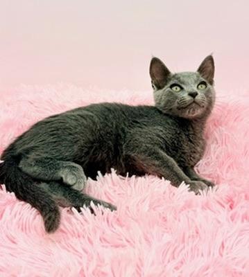 Enlarge Snowcone, a Adoptable Russian Blue in Covington, LA image 6/6