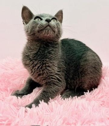 Enlarge Snowcone, a Adoptable Russian Blue in Covington, LA image 5/6