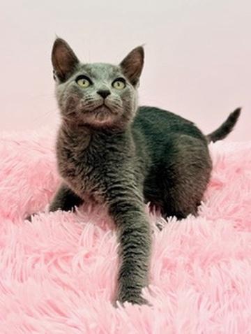 Enlarge Snowcone, a Adoptable Russian Blue in Covington, LA image 2/6