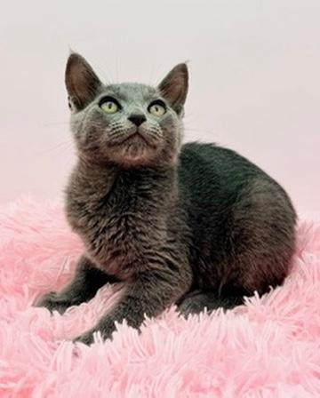 Snowcone, Adoptable, Kitten Male Russian Blue.