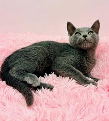 Enlarge Snowcone, a Adoptable Russian Blue in Covington, LA image 3/6