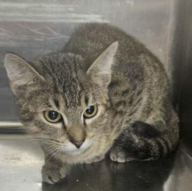Tommi, Adoptable, Kitten Female Domestic Short Hair.