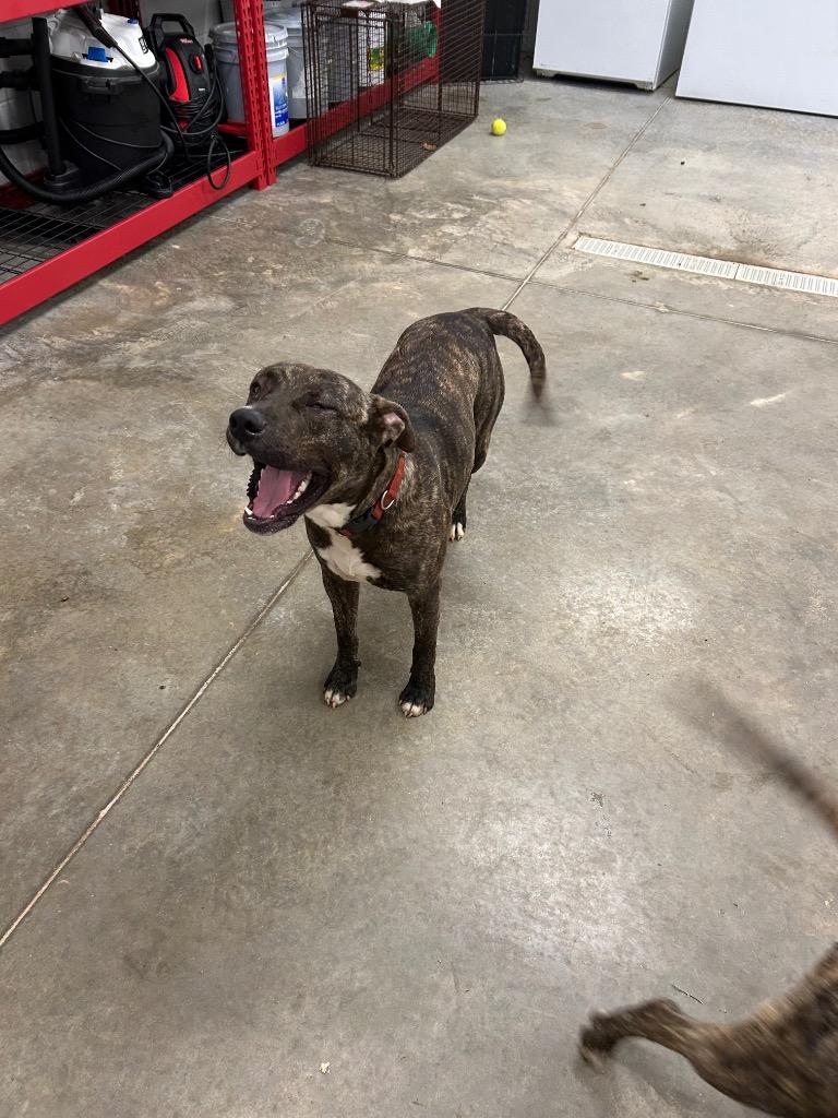 Cain, Adoptable, Adult Male American Staffordshire Terrier.