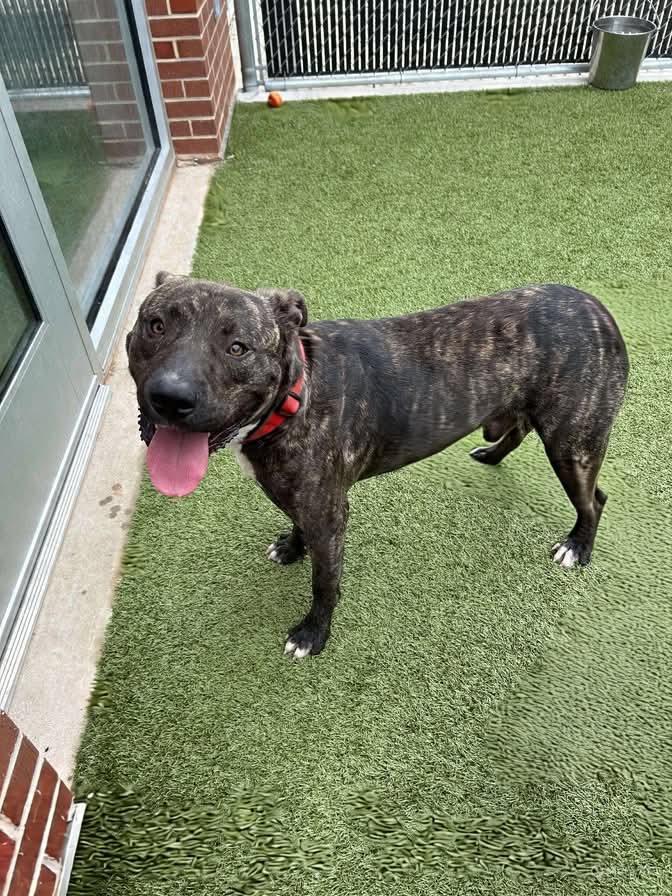 Enlarge Cain, a Adoptable American Staffordshire Terrier in Newcastle, OK image 2/2