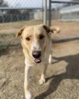 Enlarge Possum, a ADOPTABLE White German Shepherd in Huntsville , TX image 1/1