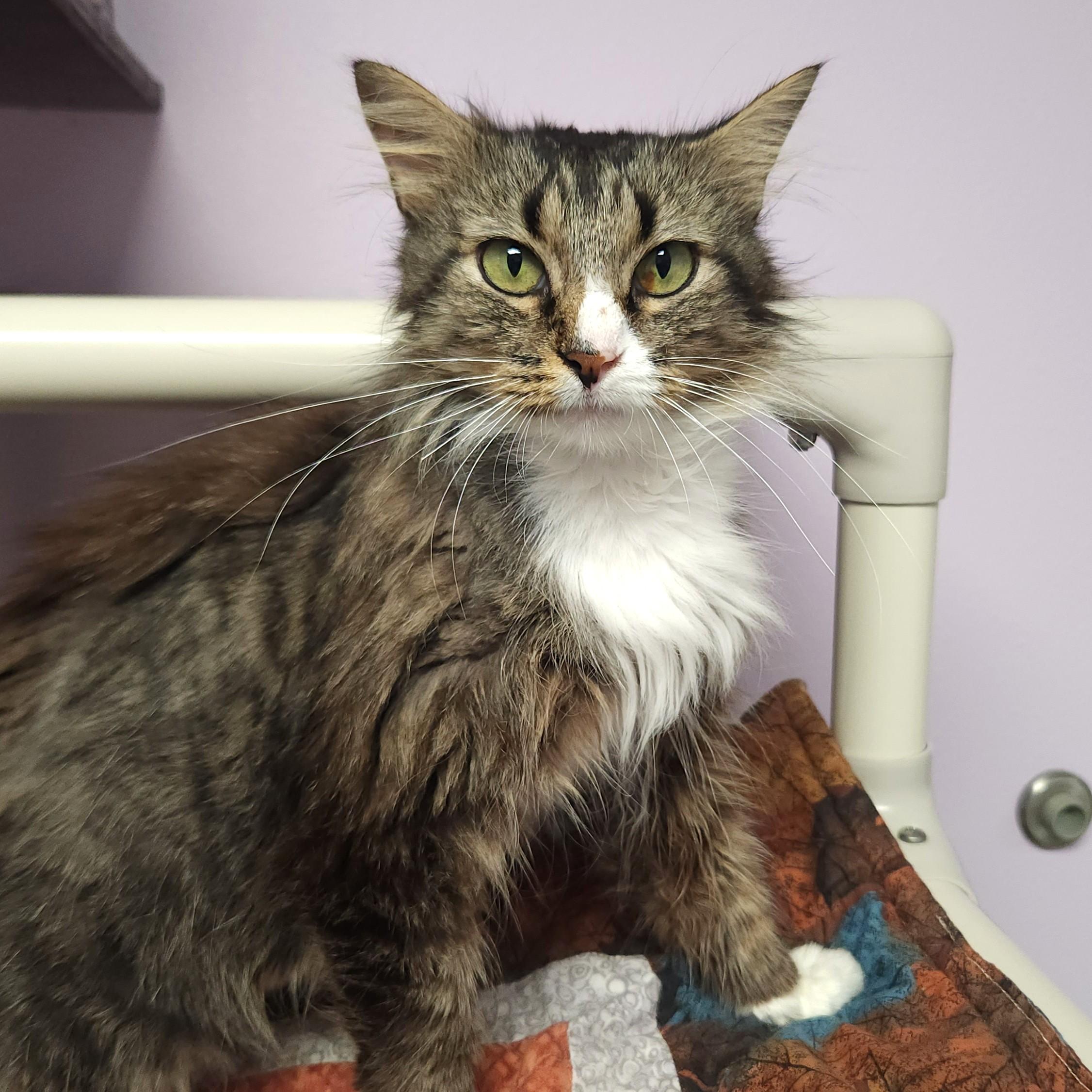 Enlarge Raccoon, a Adoptable Domestic Long Hair in Marshfield, WI image 3/5