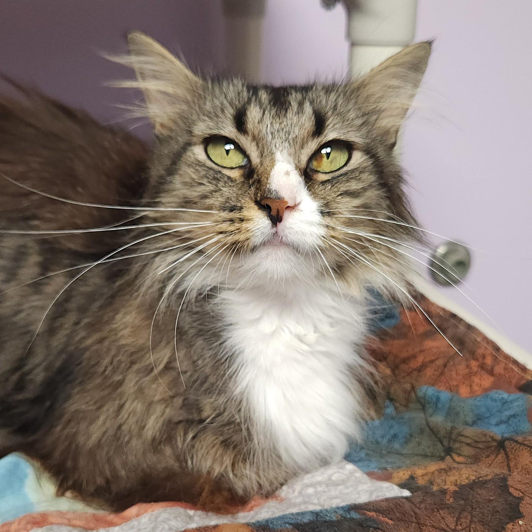 Enlarge Raccoon, a Adoptable Domestic Long Hair in Marshfield, WI image 2/5