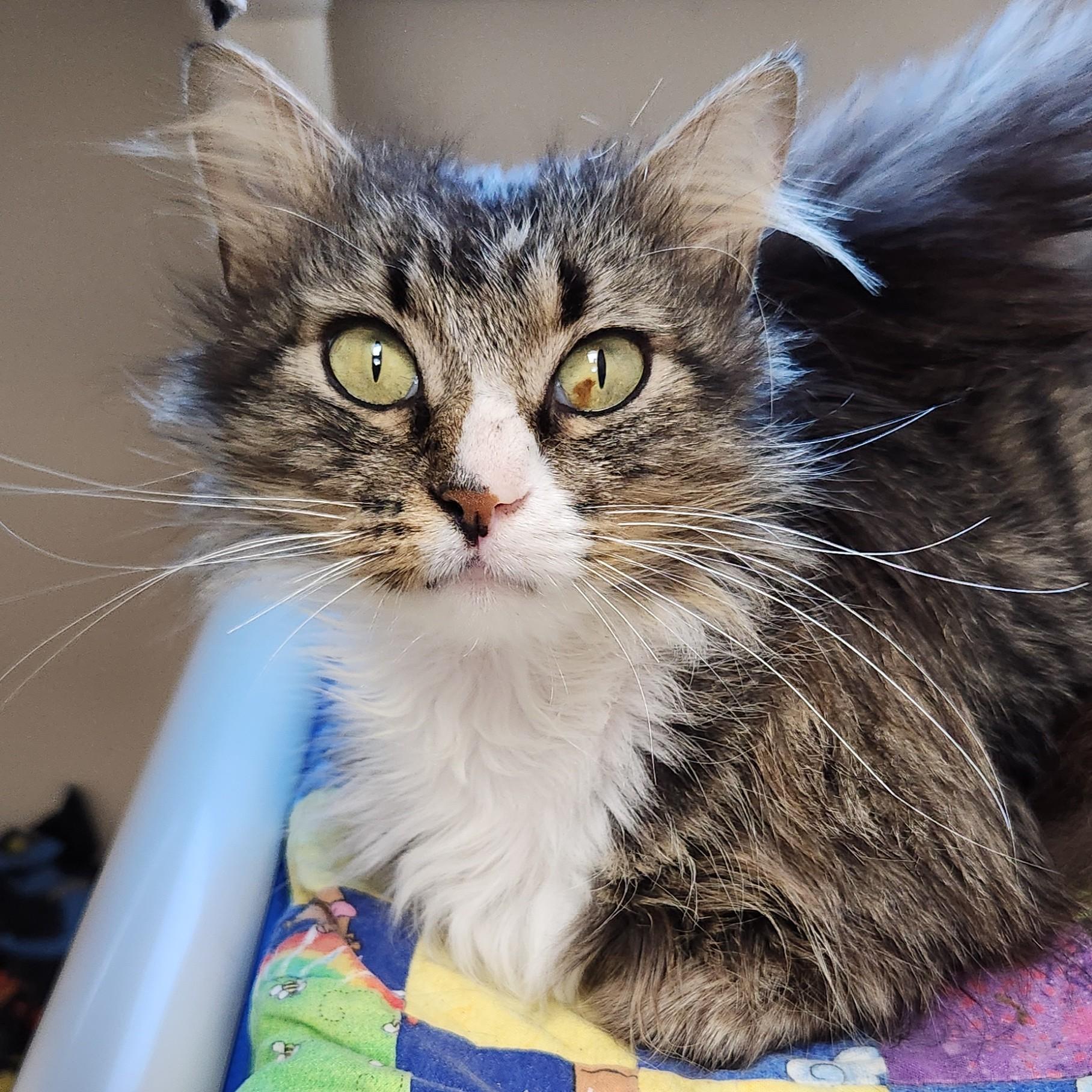 Raccoon, Adoptable, Adult Female Domestic Long Hair.