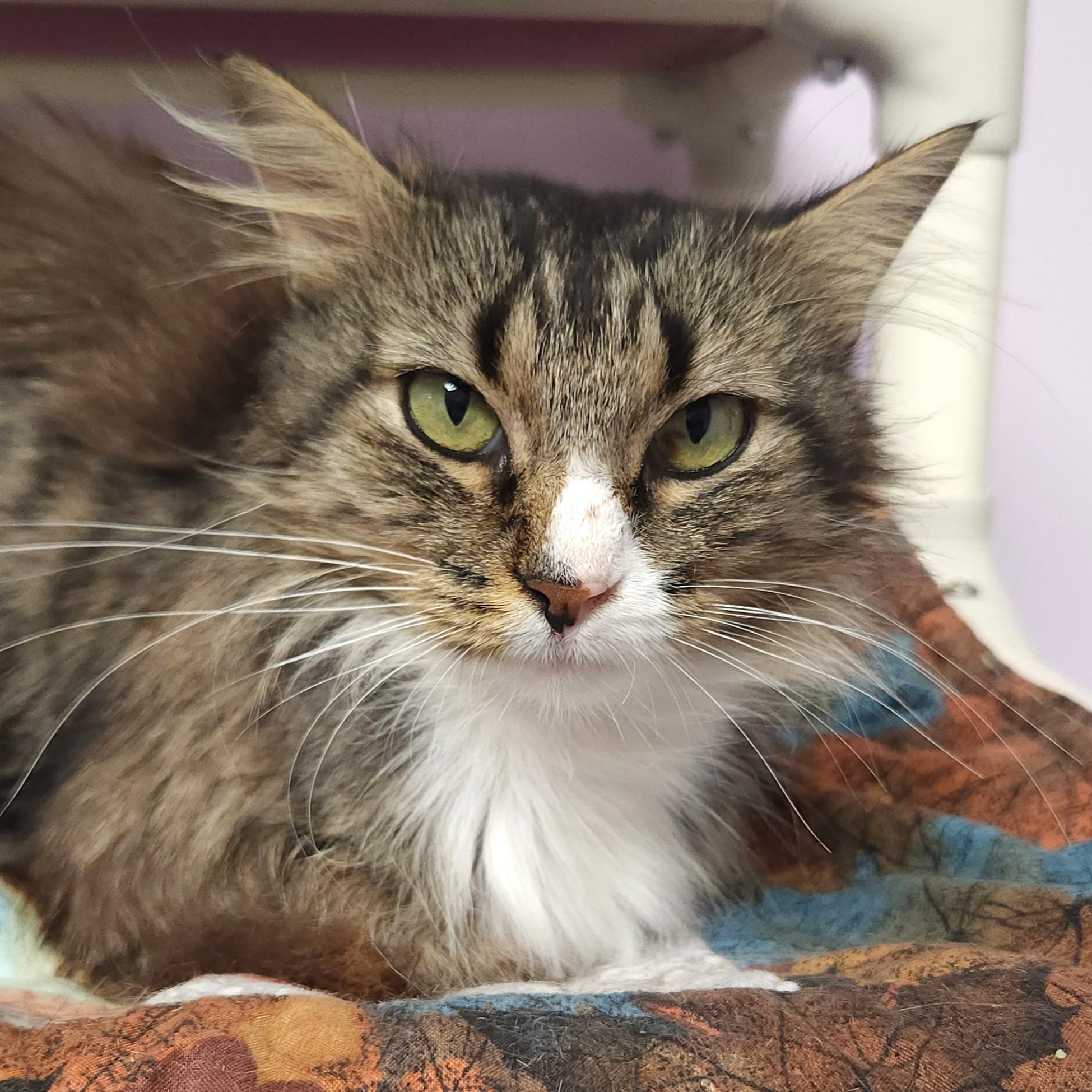 Enlarge Raccoon, a Adoptable Domestic Long Hair in Marshfield, WI image 4/5
