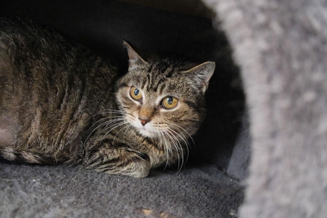 Missy - Sponsored by Jacquelina L., Adoptable, Adult Female Domestic Short Hair.