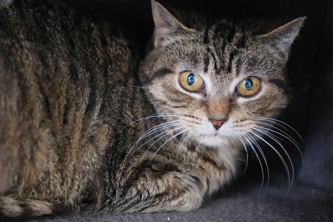 Enlarge Missy - Sponsored by Jacquelina L., a Adoptable Domestic Short Hair in Markham, ON image 2/3
