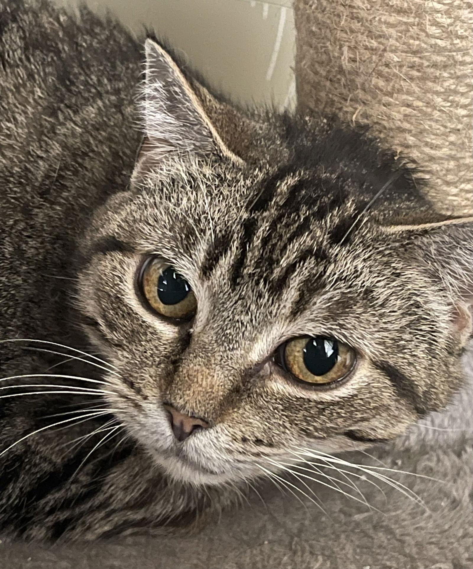 Enlarge Missy - Sponsored by Jacquelina L., a Adoptable Domestic Short Hair in Markham, ON image 3/3