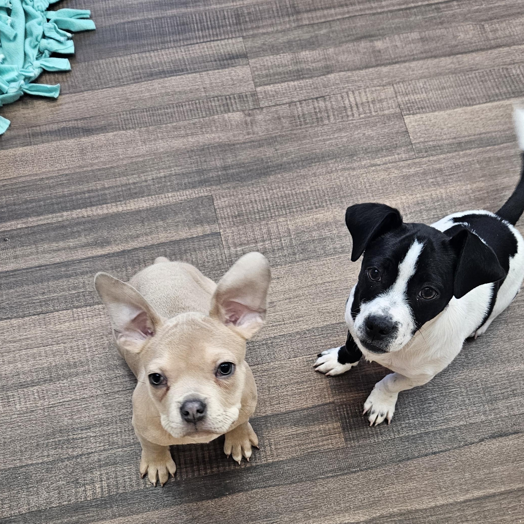 Enlarge Mateo, a Adoptable mixed breed in Livonia, MI image 4/4