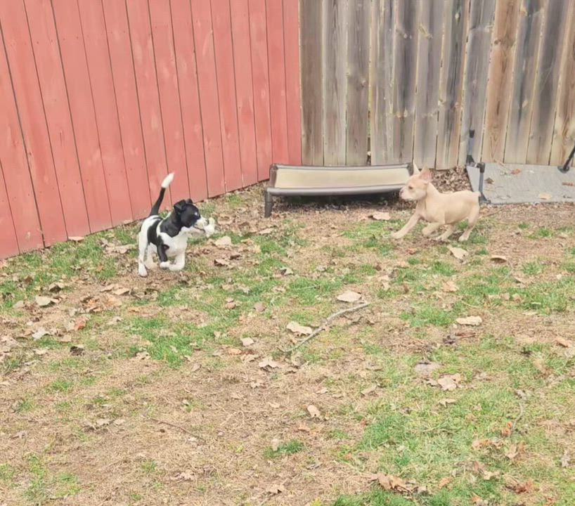 Enlarge Mateo, a Adoptable mixed breed in Livonia, MI video 3/4