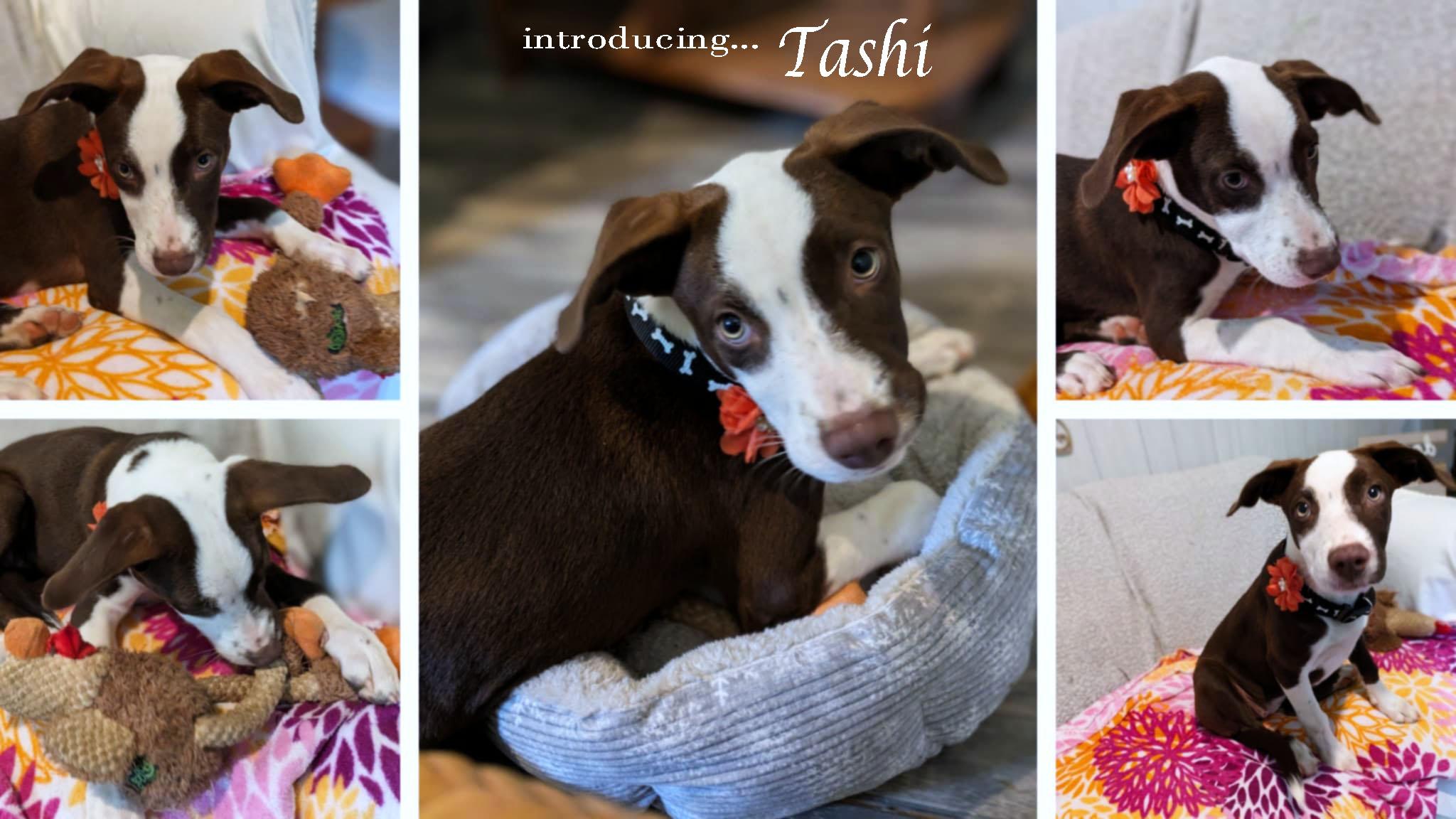 Tashi, a Adoptable mixed breed in Ozark, AL image 1/2