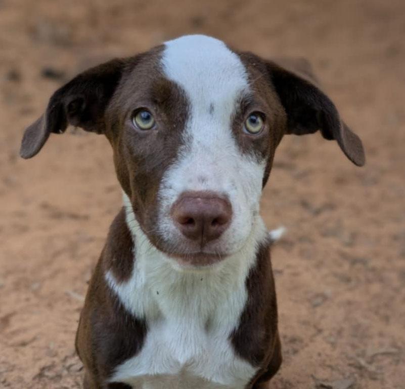 Tashi, a Adoptable mixed breed in Ozark, AL image 2/2