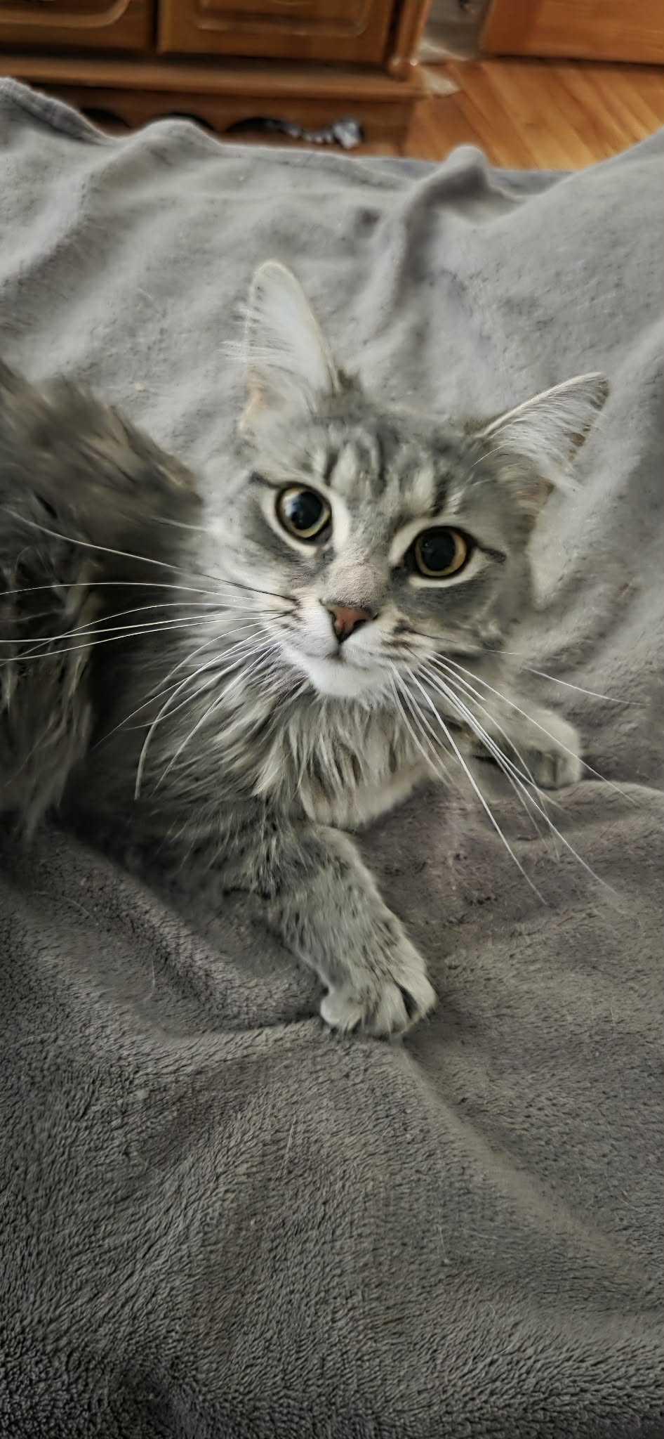 Enlarge Lilo, a ADOPTABLE Domestic Long Hair in Wakefield, QC image 1/4