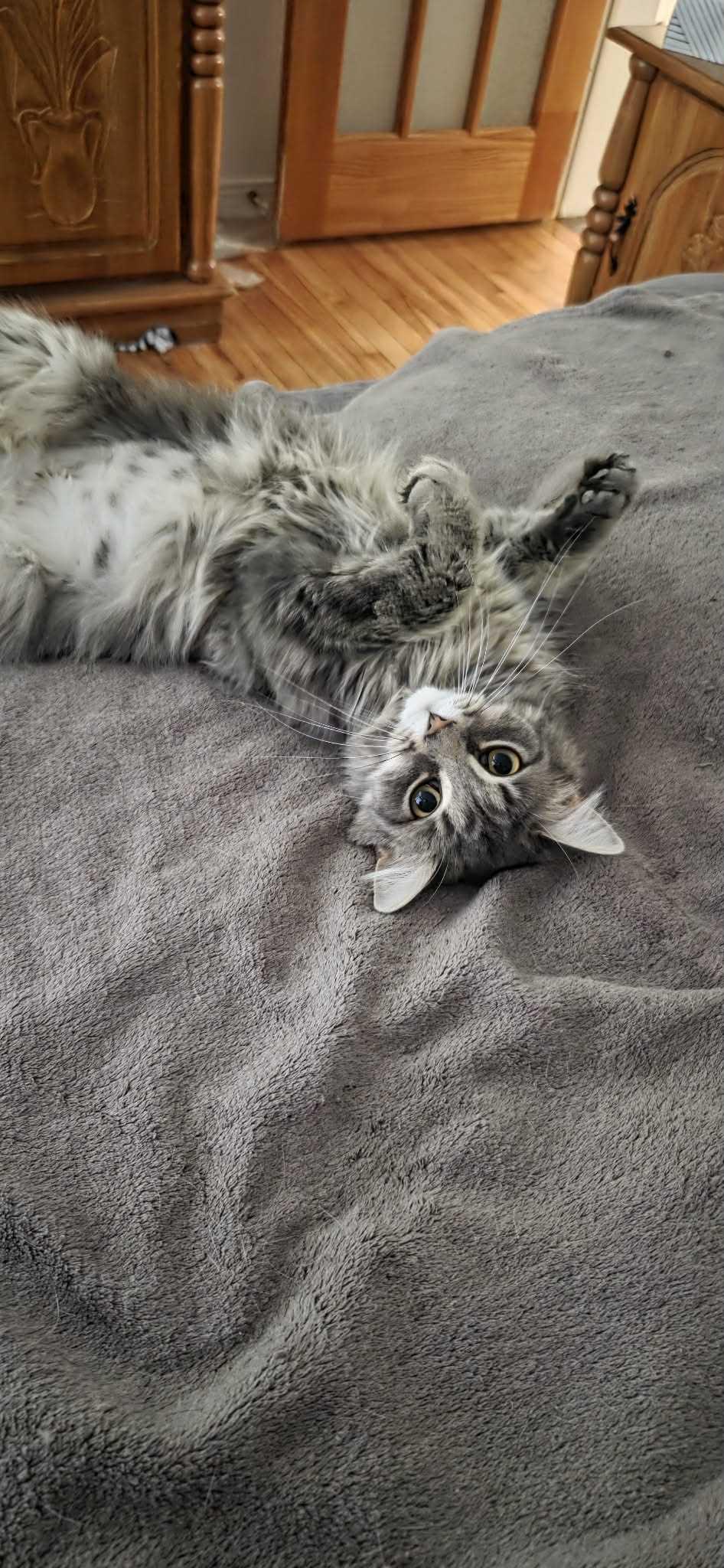 Enlarge Lilo, a ADOPTABLE Domestic Long Hair in Wakefield, QC image 2/4