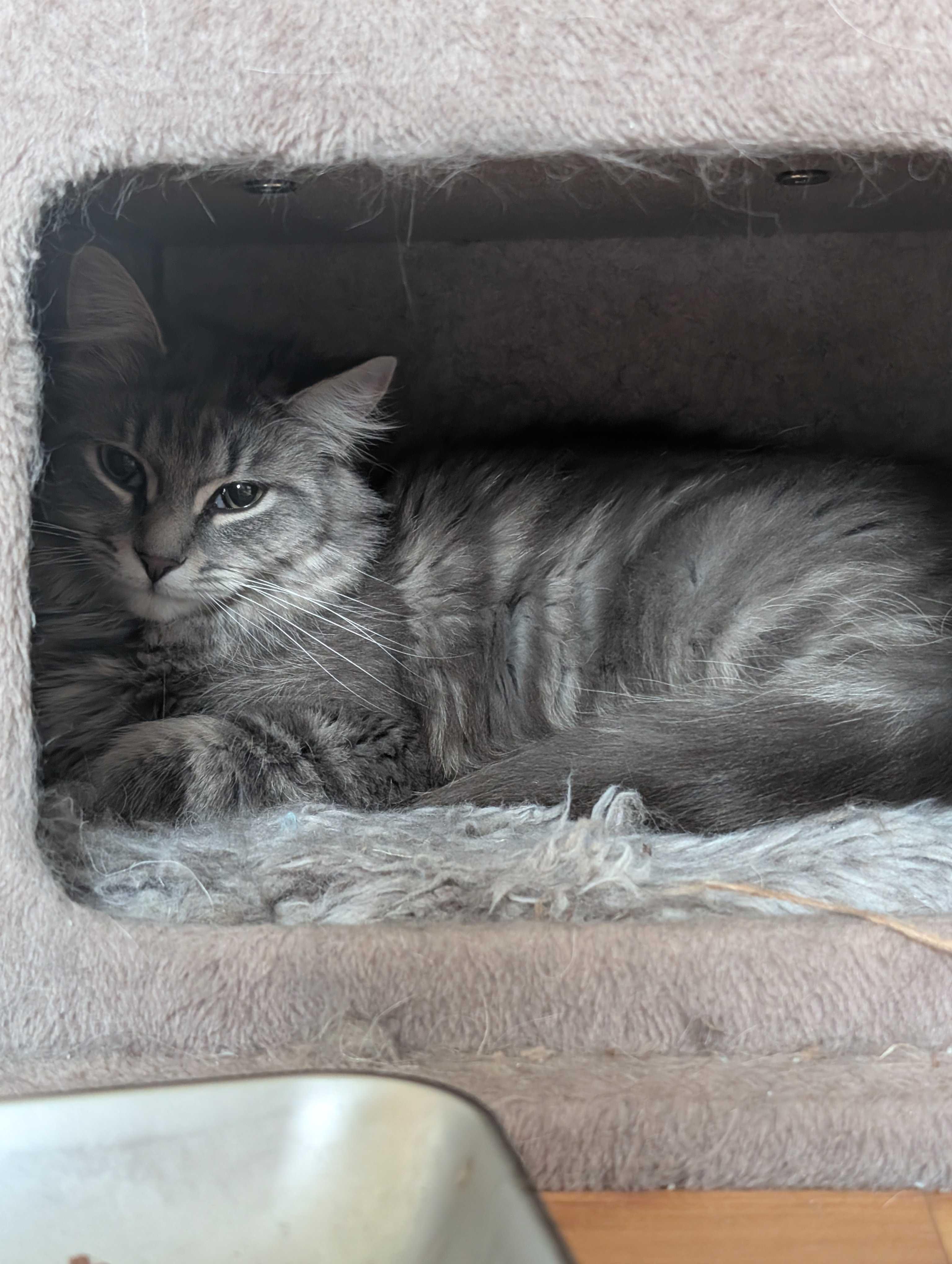 Enlarge Lilo, a ADOPTABLE Domestic Long Hair in Wakefield, QC image 4/4