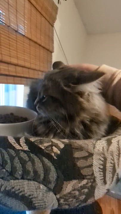 Enlarge Lilo, a ADOPTABLE Domestic Long Hair in Wakefield, QC video 3/4