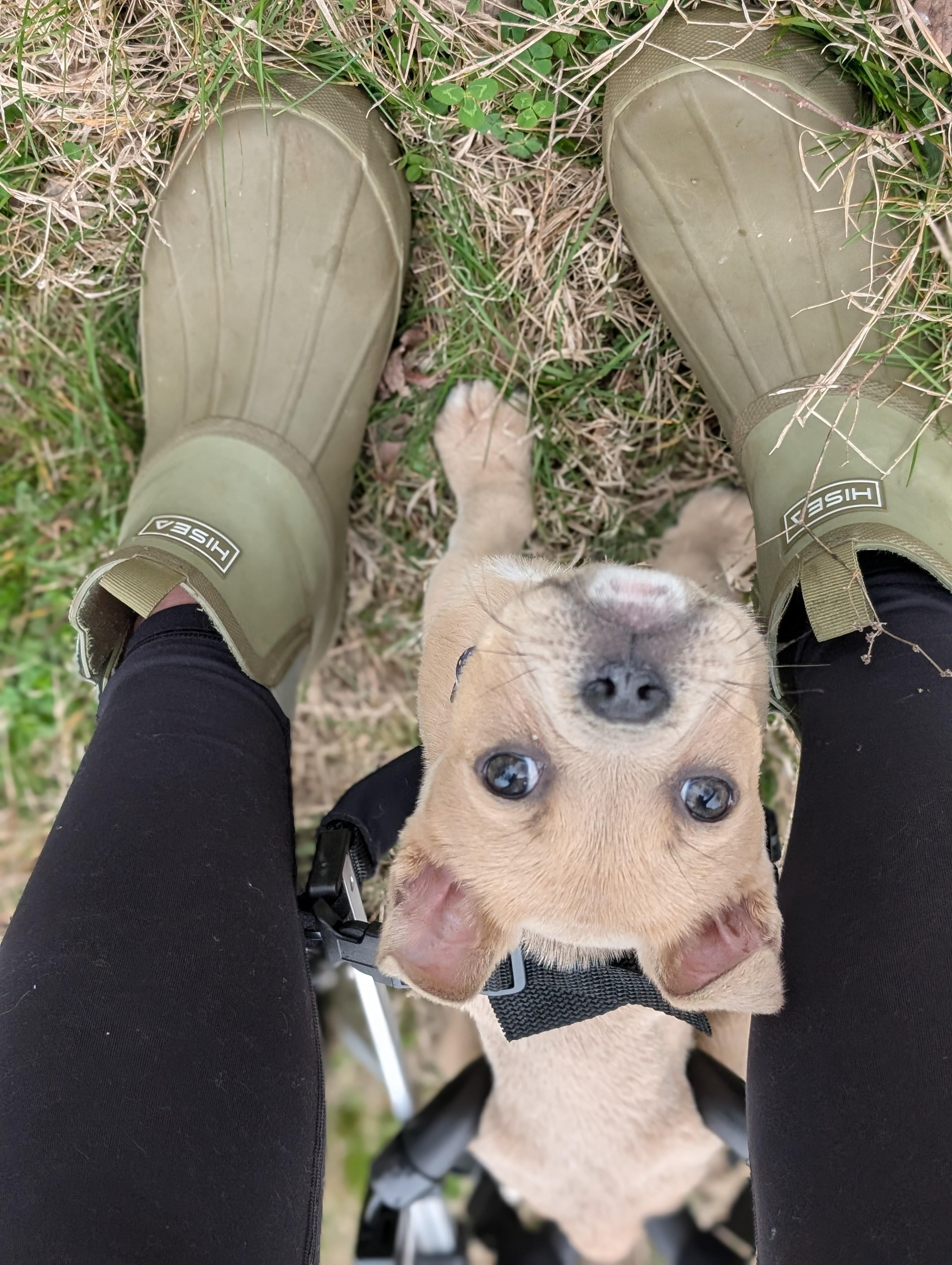 Baxter , a ADOPTABLE mixed breed in Spring hill, TN image 4/5