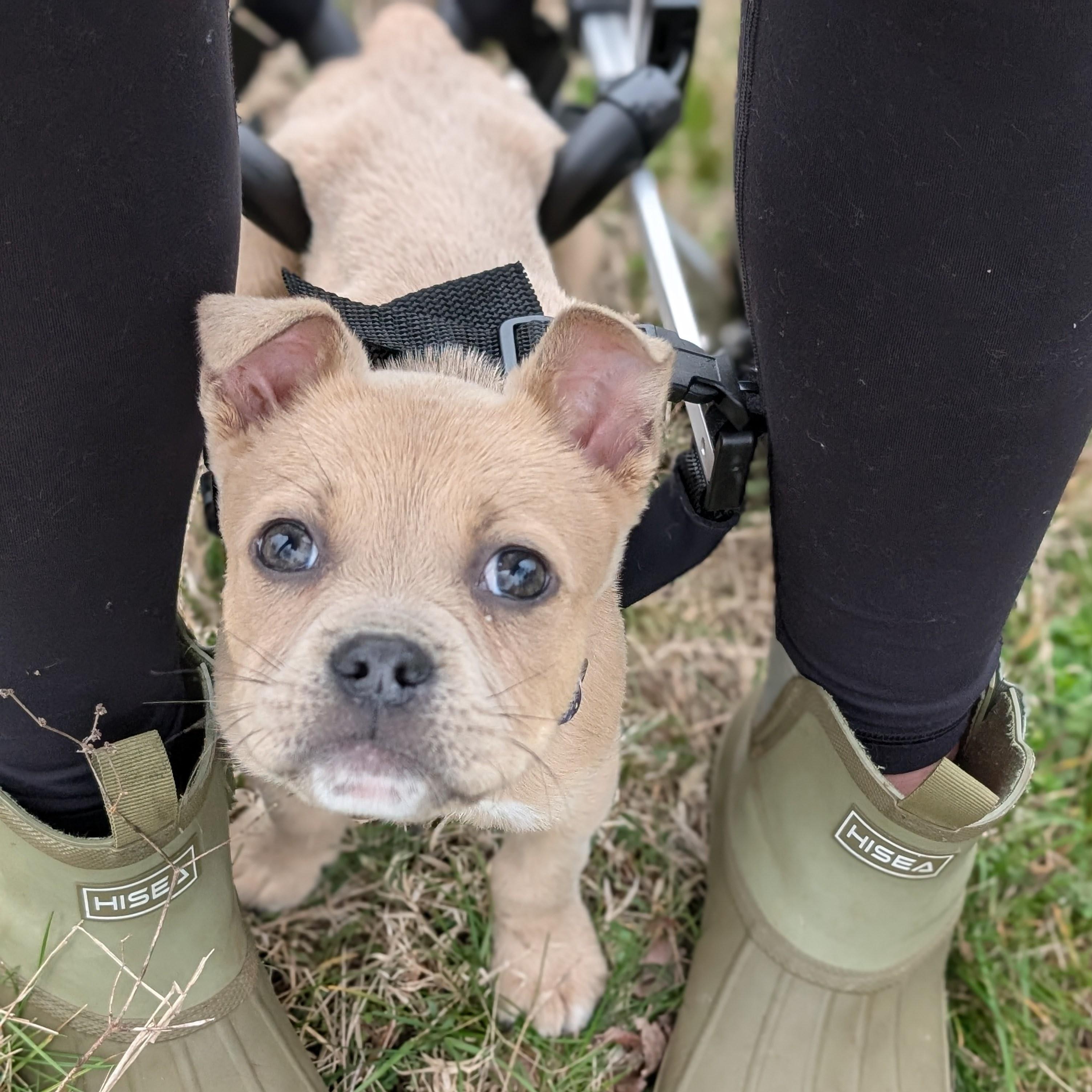 Enlarge Baxter , a ADOPTABLE mixed breed in Spring hill, TN image 4/6