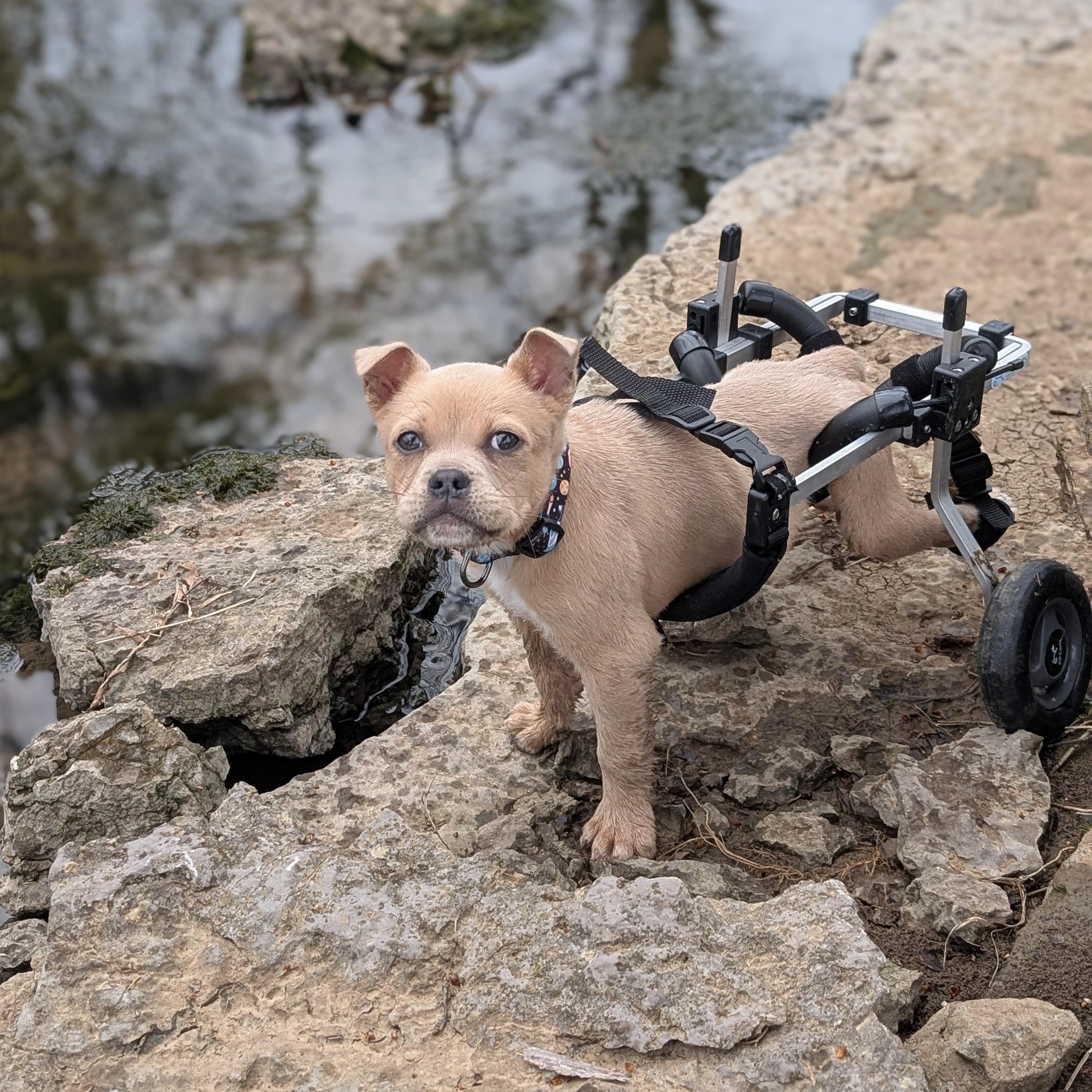 Enlarge Baxter , a ADOPTABLE mixed breed in Spring hill, TN image 3/6
