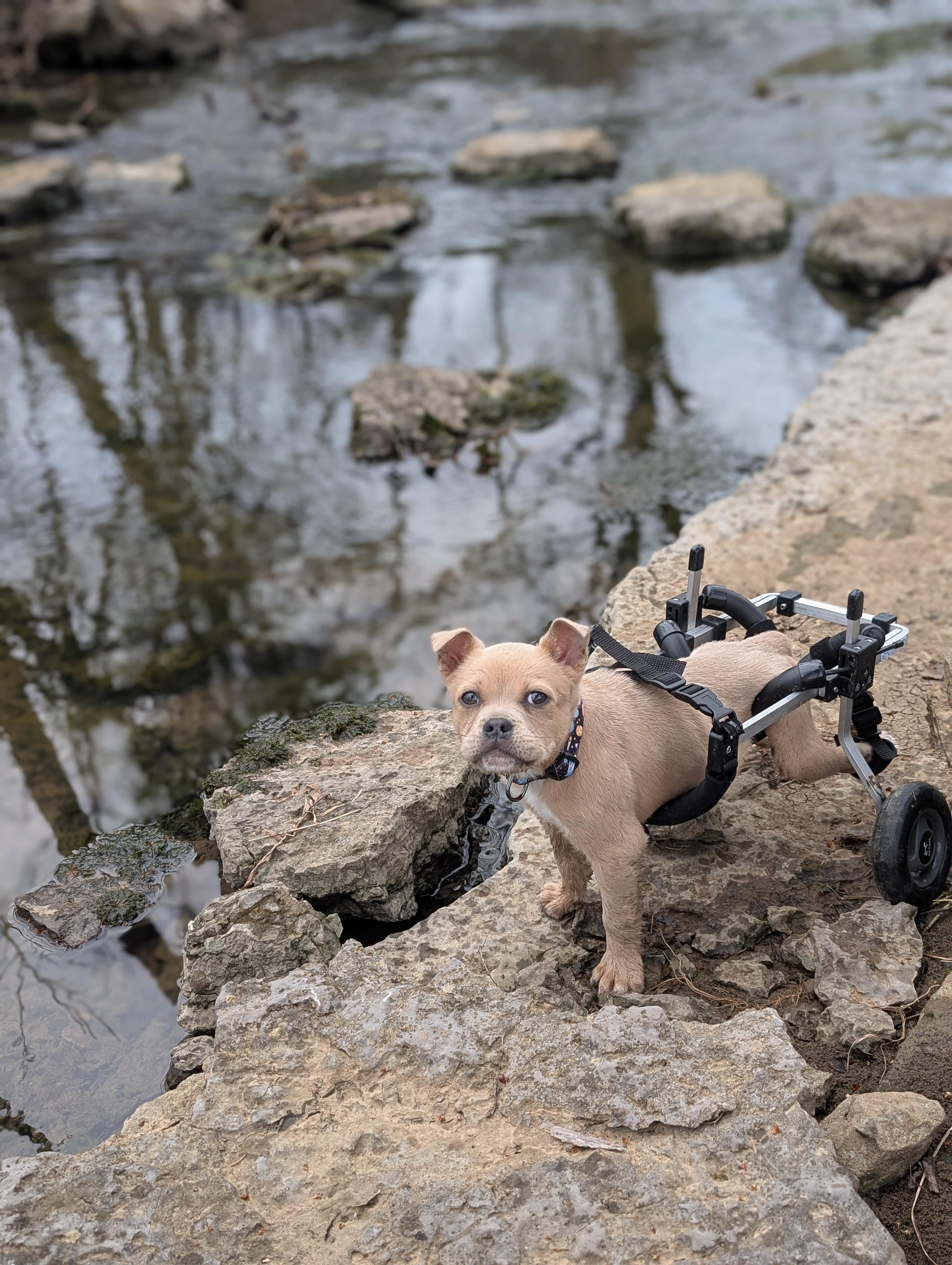 Baxter , a ADOPTABLE mixed breed in Spring hill, TN image 3/5