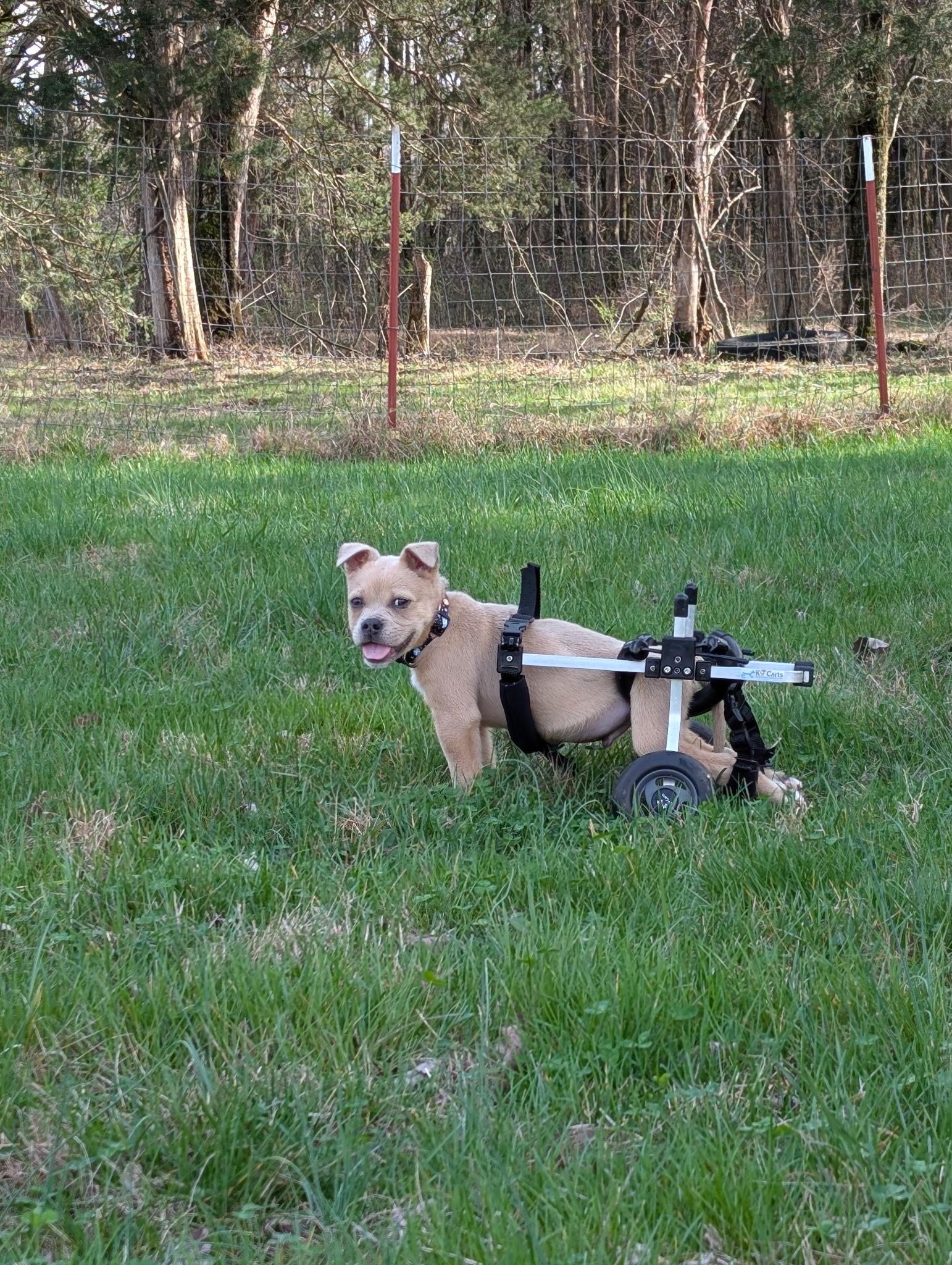 Baxter , a ADOPTABLE mixed breed in Spring hill, TN image 2/5