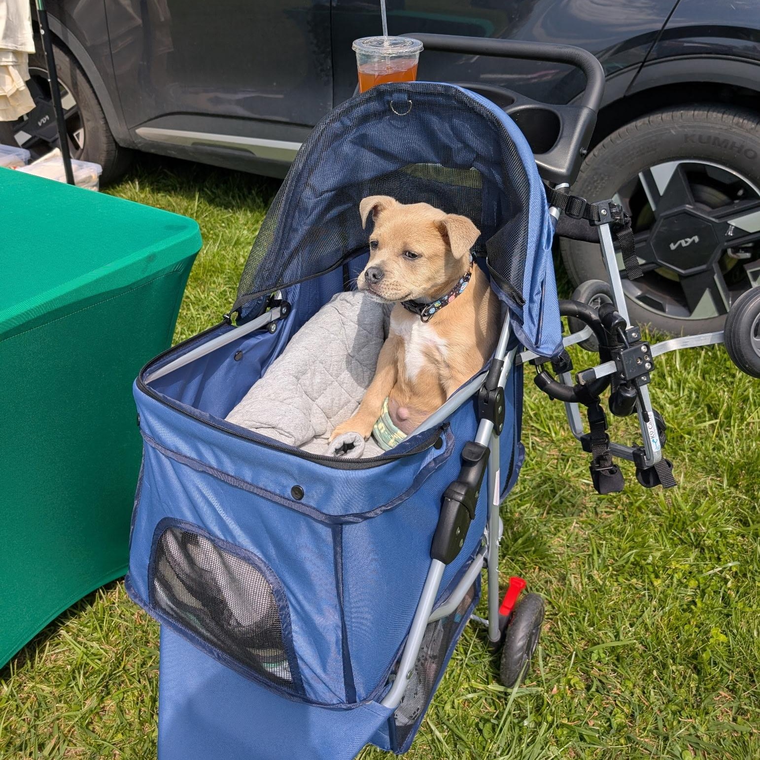 Enlarge Baxter , a ADOPTABLE mixed breed in Spring hill, TN image 5/6
