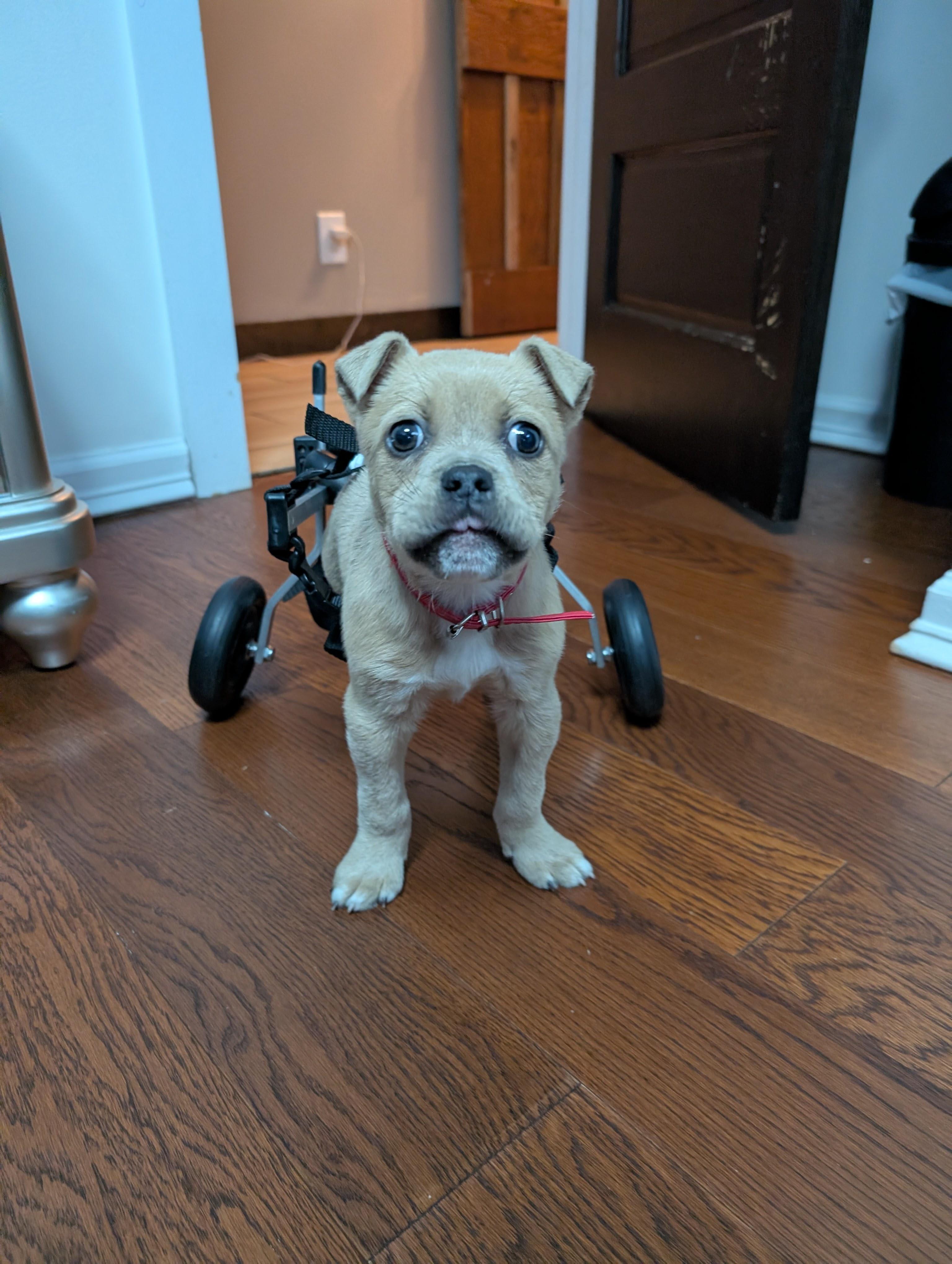 Baxter , a ADOPTABLE mixed breed in Spring hill, TN image 5/5