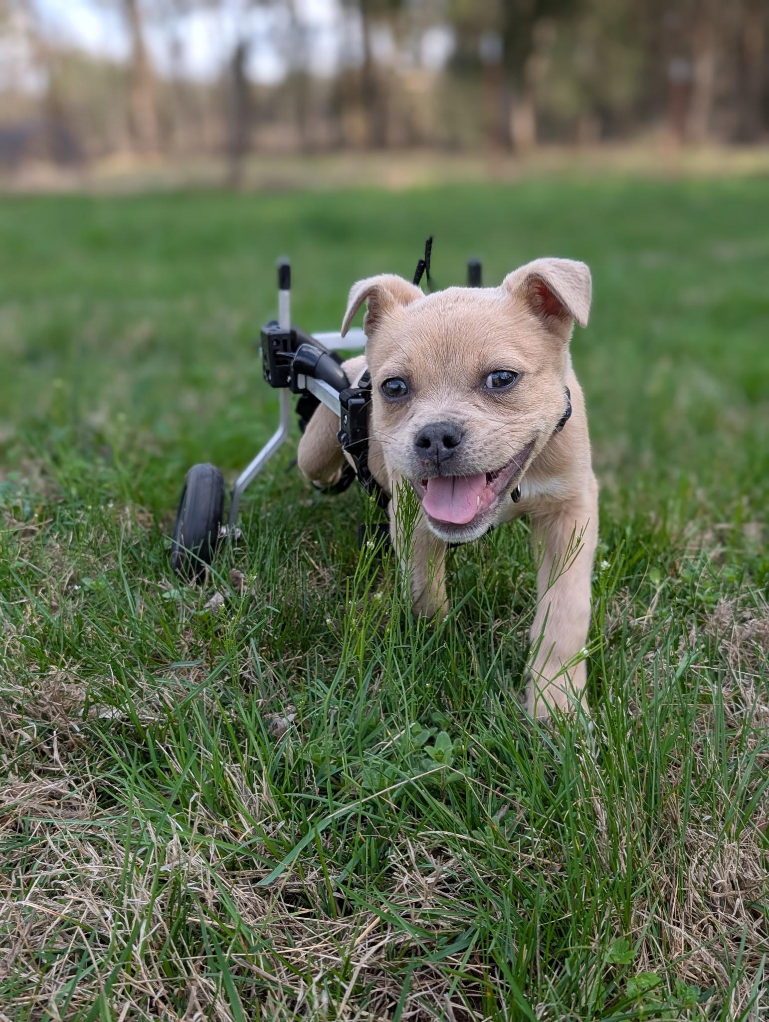 Baxter , a ADOPTABLE mixed breed in Spring hill, TN image 1/5