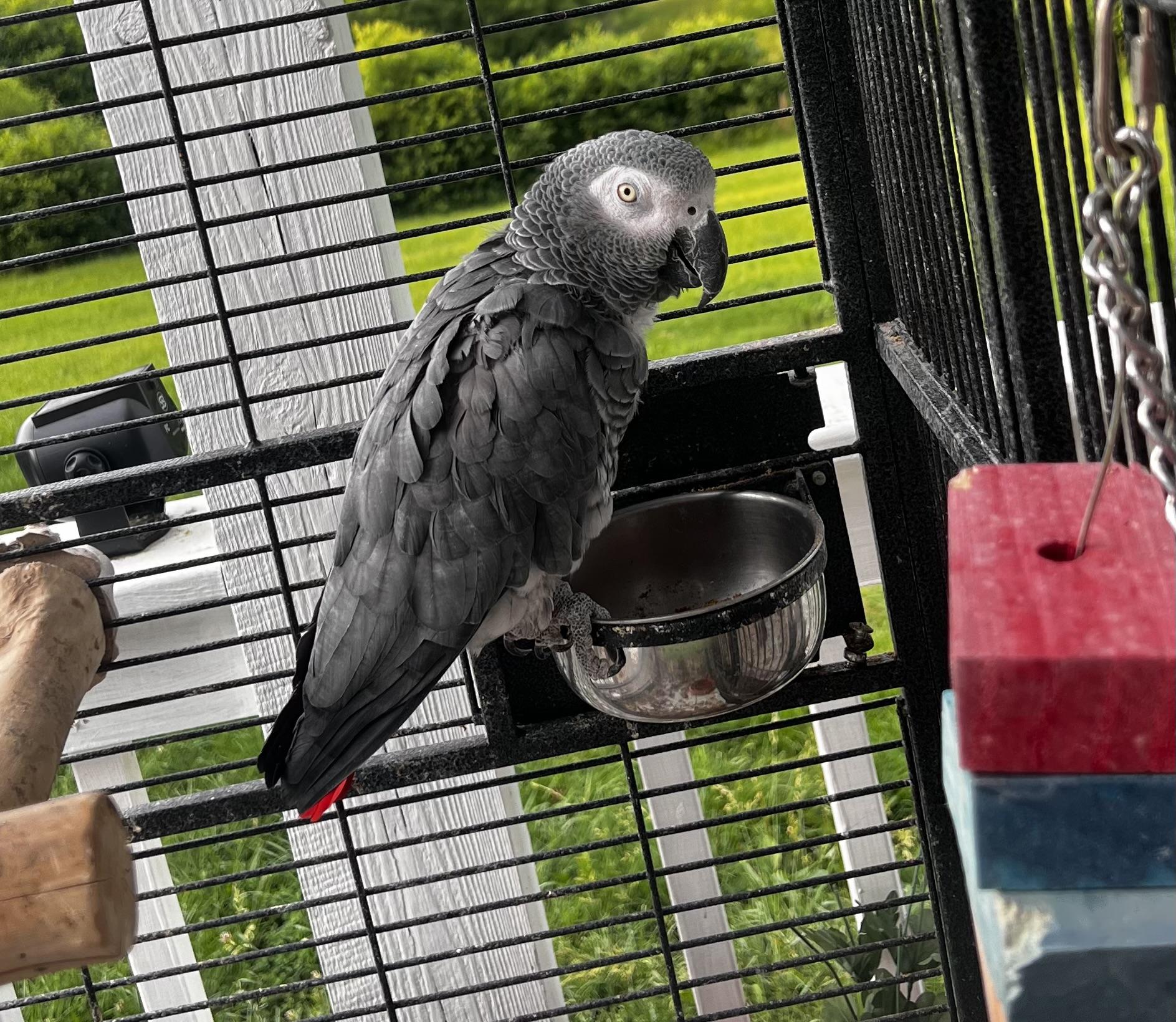 African Grays, a Adopted African Grey in Winchester, VA image 1/6