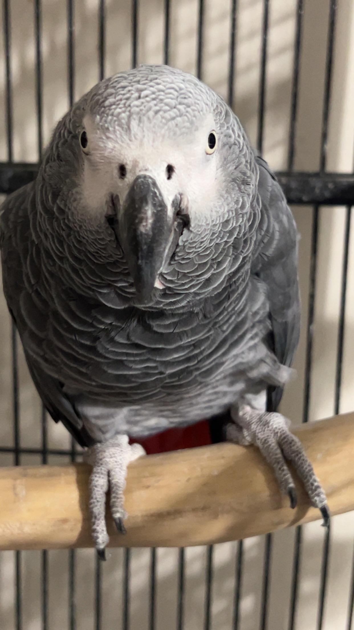 African Grays, a Adopted African Grey in Winchester, VA image 2/6