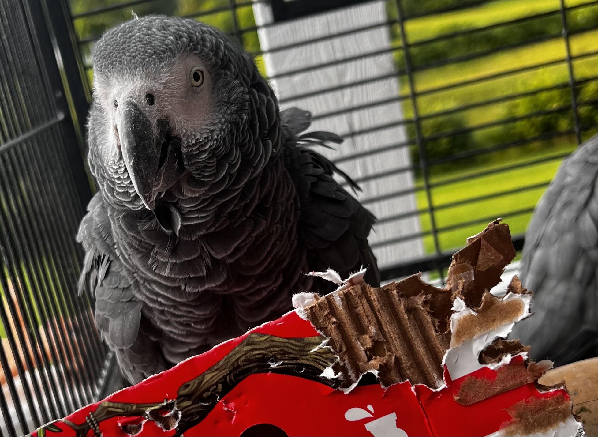 African Grays, a Adopted African Grey in Winchester, VA image 3/6
