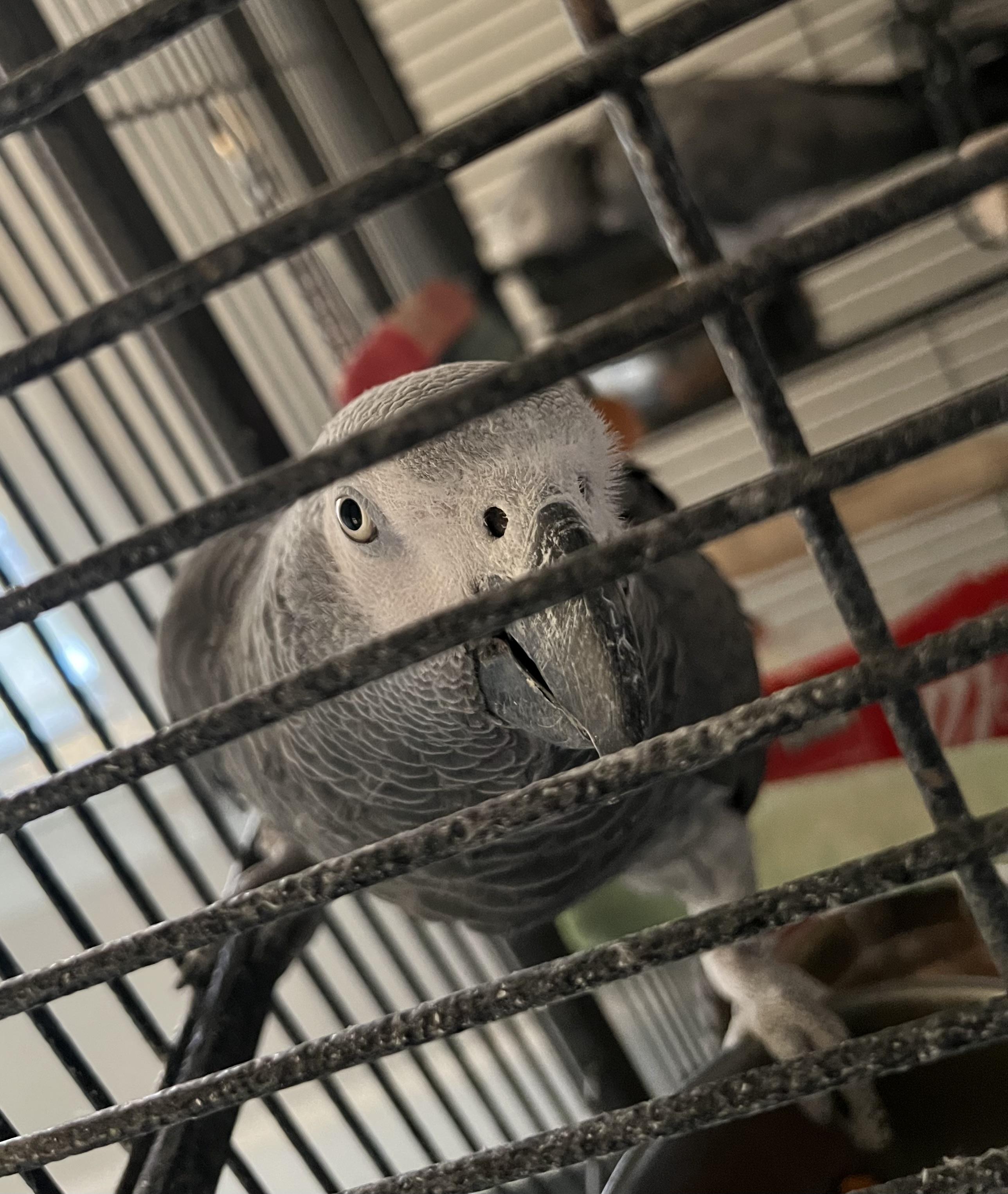 African Grays, a Adopted African Grey in Winchester, VA image 4/6