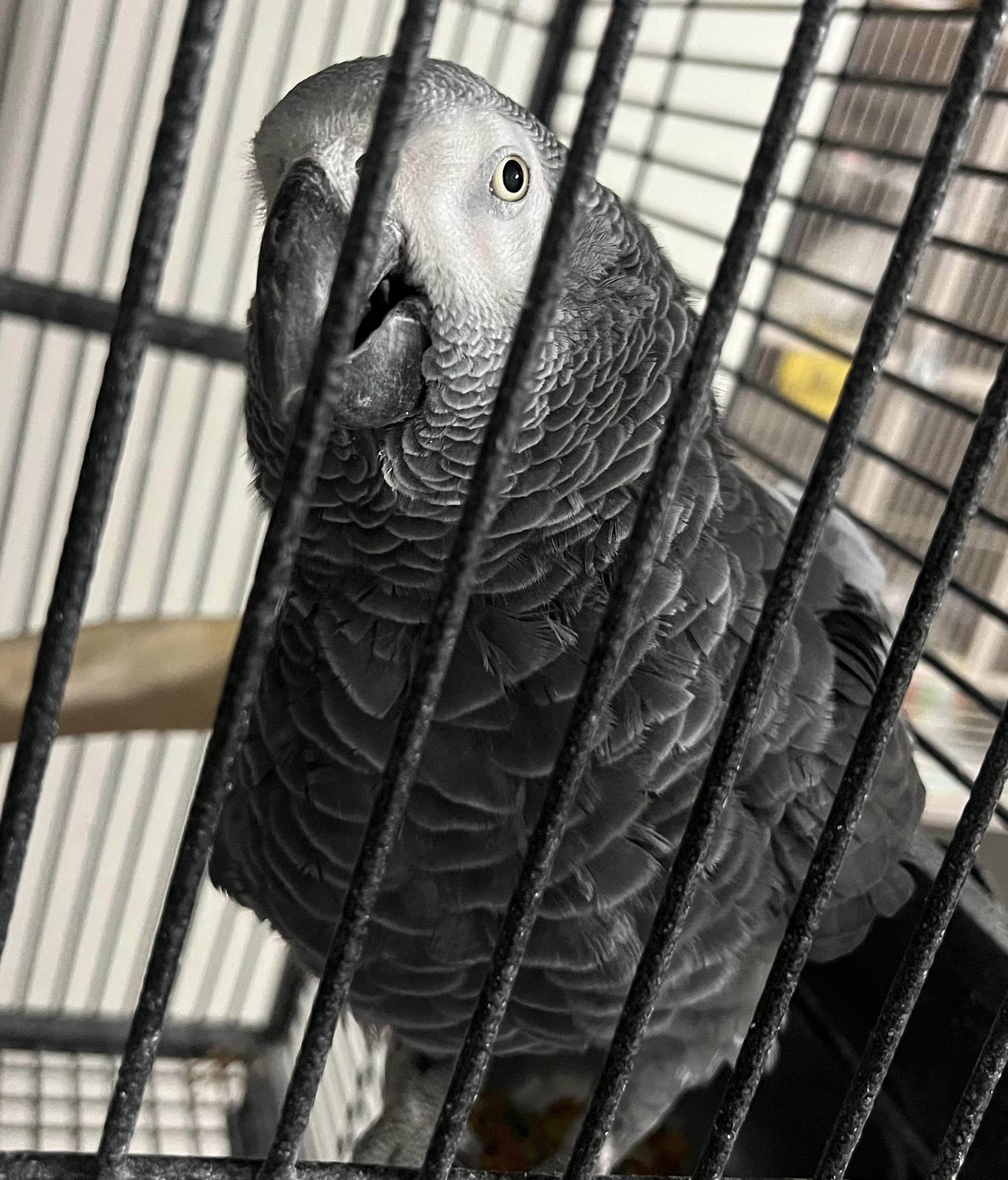 African Grays, a Adopted African Grey in Winchester, VA image 5/6