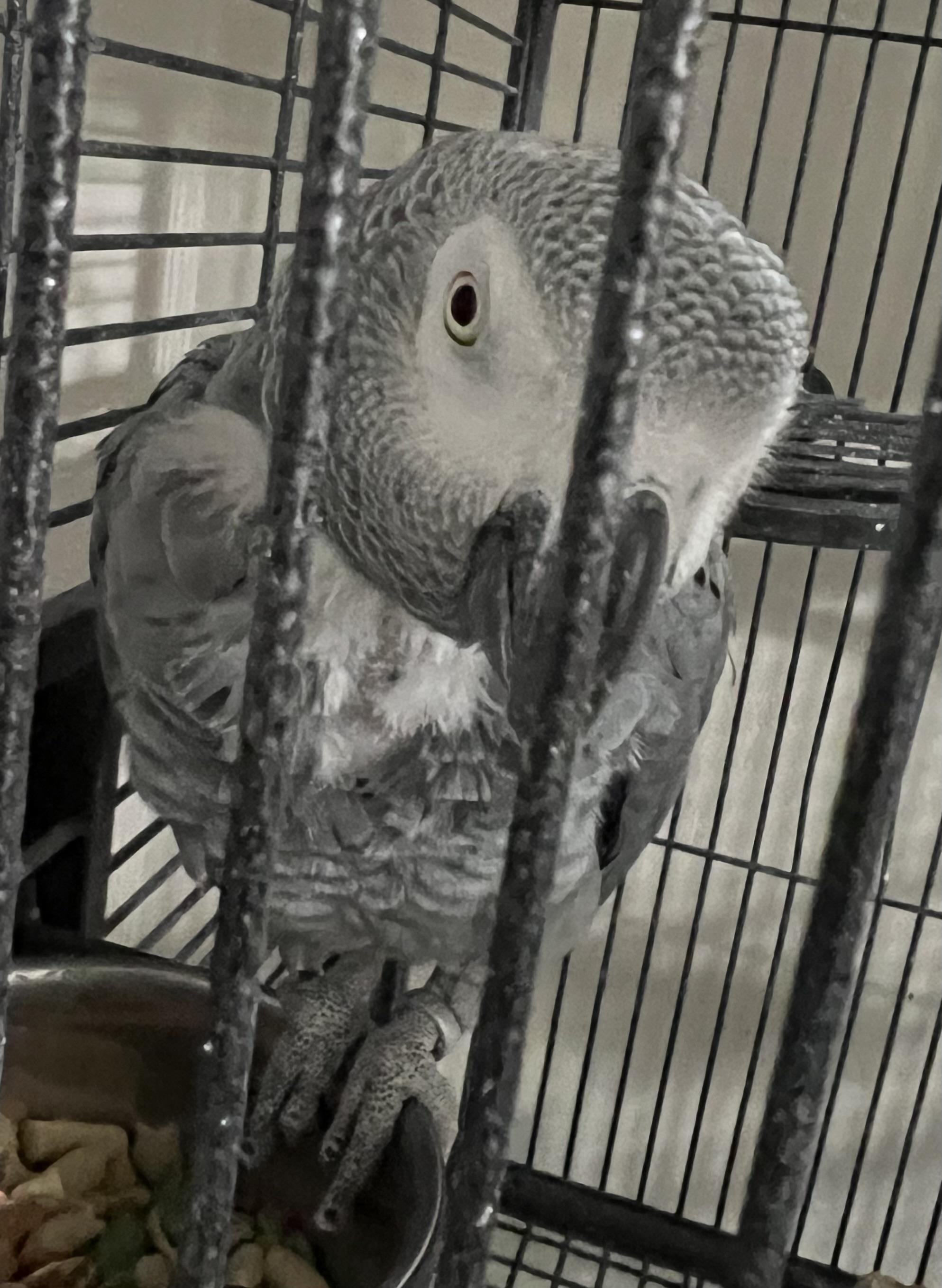 African Grays, a Adopted African Grey in Winchester, VA image 6/6